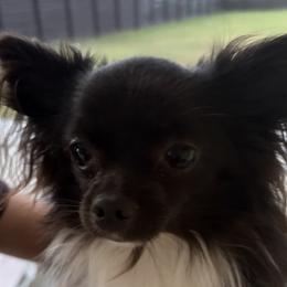 Knight - Chihuahua