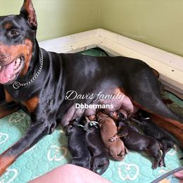 Black collar - Red and rust male Doberman Pinscher puppy in Xenia, Ohio from Davis Family Dobermans