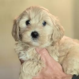 Blossom - Cream female Goldendoodle puppy in Crawfordsville, Indiana from Winding Creek Ranch Doodles