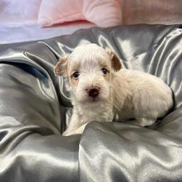 Annie - Parti female Miniature Schnauzer puppy in Norman, Oklahoma from Priscilla's Miniature Schnauzers