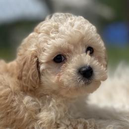 Freya - Cream female Poodle puppy in Purdy, Missouri from The Dynasty