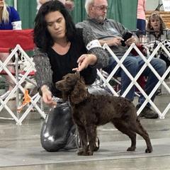 Kimber - Boykin Spaniel