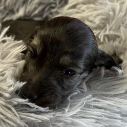 Peep - Brindle male Dachshund puppy in Mt Sterling, Ohio from Murphy's 4 paws and a tail