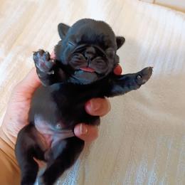 Jet black girl - Black female Pug puppy in Fall Creek, Wisconsin from Heartville Pugs