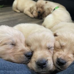 Golden Retriever Puppies from Hearth & Homestead
