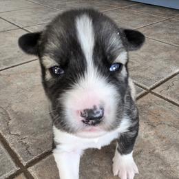 Boy 1 - male Siberian Husky puppy in Auburn, Washington from Black Diamond Siberian Huskies