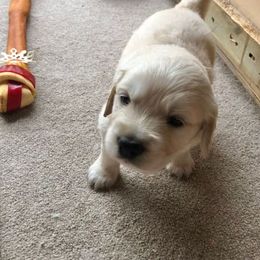 Golden Retriever Puppies from Bent Golden Retrievers