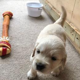 Golden Retriever Puppies from Bent Golden Retrievers