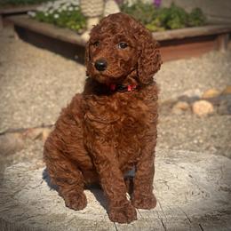 Pink Collar Girl - Red  female Poodle puppy in Modesto, California from Dry Creek Poodles