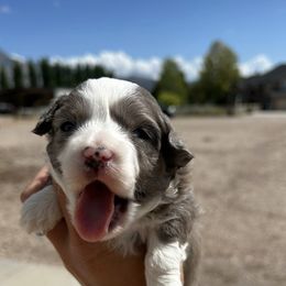 Aussiedoodle, Goldendoodle, and Poodle Puppies from Out West Doodles