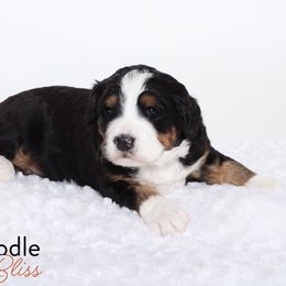 Bernedoodle Puppies from Bernedoodle Bliss