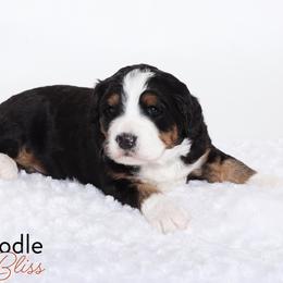 Bernedoodle Puppies from Bernedoodle Bliss