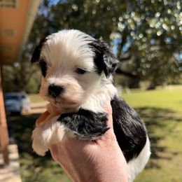 Jewel - Black female Miniature Schnauzer puppy in Silver Creek, Mississippi from Mamie’s Minis, LLC
