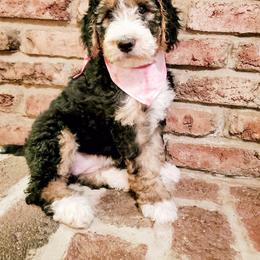 Bernedoodle Puppies from Speedwell Forge Doodles