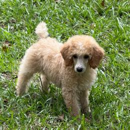 Spark - Parti male Poodle puppy in Florence County, South Carolina from Modern Family Standards
