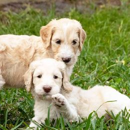 Goldendoodles from Loving My Goldendoodle Jax