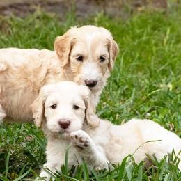 Goldendoodles from Loving My Goldendoodle Jax