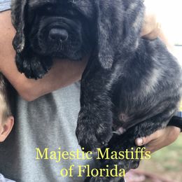 Mastiff Puppies from Majestic Mastiffs of Florida