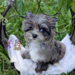 Korean Merle Te Fiti - female Companion Cross puppy in Barren Springs, Virginia from Seeking Shalom Acres Maltese, Maltipoos & Havamalts