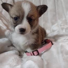 American Corgi and Pembroke Welsh Corgi Puppies from J&T Turnbull Corgis