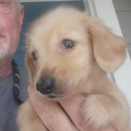 OLLIE - Cream female Dachshund puppy in Fort Worth, Texas from Chadwick Farms Mini Dachshunds