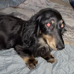 Precious - Dachshund