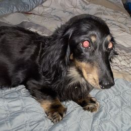 Precious - Dachshund