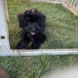 Aussiedoodle, Miniature Australian Shepherd, Poodle, and Toy Australian Shepherd Puppies from Mowry Creek Mini Aussiedoodles and More