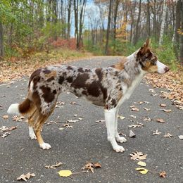 Skye  - Border Collie