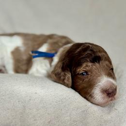 Blue - Parti male Goldendoodle puppy in Hesperia, Michigan from Red Acres Poodles & Doodles