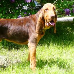 Bloodhounds from Trackers Choice