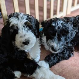 Aussiedoodle Puppies from Ridgeview Aussiedoodles