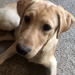 Labrador Retriever Puppies from Sycamore Kennels