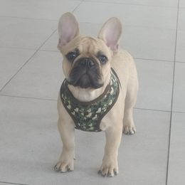 French Bulldogs from Jaya French Bulldogs