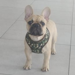 French Bulldogs from Jaya French Bulldogs
