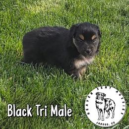 Brock - Black tri male Miniature Australian Shepherd puppy in Jaroso, Colorado from Heaven Sent Aussies