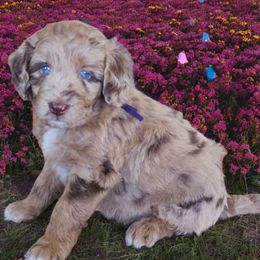 Clove - Red merle female Aussiedoodle puppy in Lithia, Florida from Waterford Doodle Farm