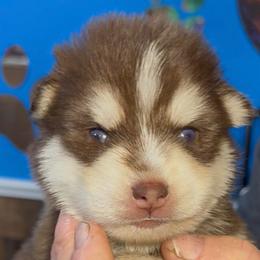 Cupid - Red and white male Pomsky puppy in Spring Hill, Florida from PDQ Pomskies