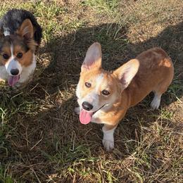 Muffin - Red male Pembroke Welsh Corgi puppy in Stockton, Utah from BW Corgis