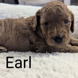 Earl - Red male Cavapoo puppy in Anaheim, California from West Coast Cavapoos