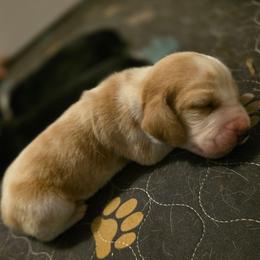 Doc - Red and white male Basset Hound puppy in Valley, Washington from Enchanted Valley Paws
