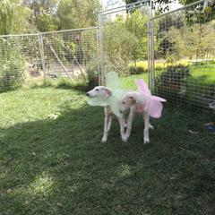Borzoi Puppies from Breeder