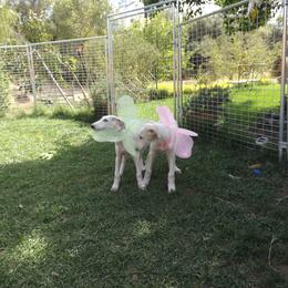 Borzoi Puppies from Breeder
