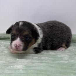 Lyra (fluffy bluie) - Black and tan female American Corgi puppy in Waco, Texas from The Comma Corgis
