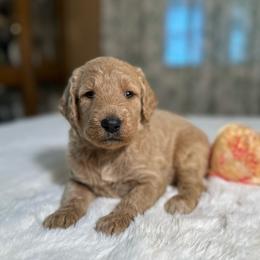 Ginger - Apricot female Goldendoodle puppy in Osage City, Kansas from Golden Ridge Goldens