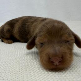 Zeppelin - Dapple male Dachshund puppy in Pulaski, Tennessee from Billboard Doxies