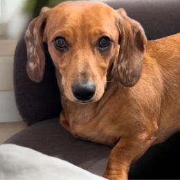 Snookie - Dachshund