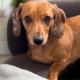 Snookie - Dachshund