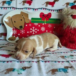 Puppy 4 - Cream female Dachshund puppy in Riverside, California from Saddle Up Dachshunds