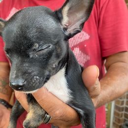 Rat Terriers from Banty Savage Kennel